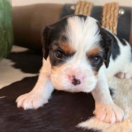 Luca - Tri-color male Cavalier King Charles Spaniel puppy in Kidder, South Dakota from Continental Cavaliers