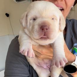 Pink - Champagne female Dilute Retriever puppy in Orangevale, California from NorCal Silver & Coal Labradors