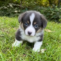 Iggy- natural bobtail - Blue male Pembroke Welsh Corgi puppy in Hope, Arkansas from Foxy Knoll Farm