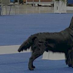 Atlas - Flat-Coated Retriever