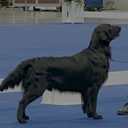 Atlas - Flat-Coated Retriever