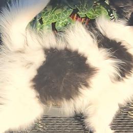 Papillons from Lakeview Papillons