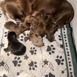 Dachshund Puppies from Cajun Pawfection