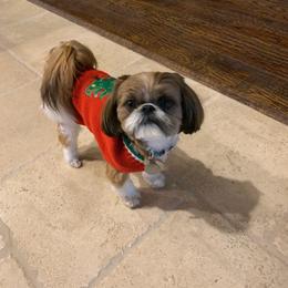 Shih Tzu Puppies from Grandma Ts Precious Puppies