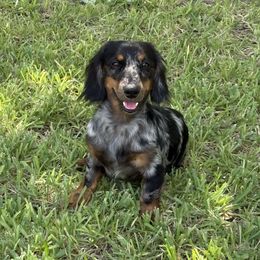 Brewskie - Dachshund