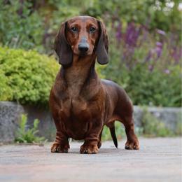 Tuca - Dachshund