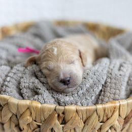 Pink Collar - Apricot female Goldendoodle puppy in Sappington, Missouri from Doodle Me This Goldendoodles