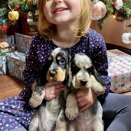 English Cocker Spaniel Puppies from Nonnies Cockers
