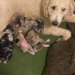 Aussiedoodle and Poodle Puppies from Central Coast Poodles and Doodles
