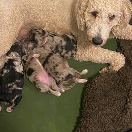 Aussiedoodle and Poodle Puppies from Central Coast Poodles and Doodles