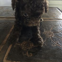 Cockapoo Puppies from Rouffman Doodles
