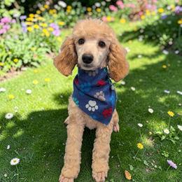 Freya - Red  female Poodle puppy in Magnolia, Texas from Celestial Jewels Poodles