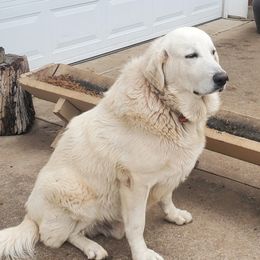 Tonka - Great Pyrenees
