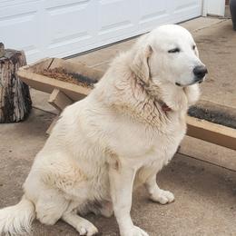 Tonka - Great Pyrenees