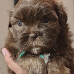 Dracula - Chocolate male Shih Tzu puppy in Memphis, Tennessee from Thorntons Fur Crew