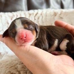 Cocoa Bean - Chocolate female Cavalier King Charles Spaniel puppy in De Soto, Missouri from Blooming Cavaliers