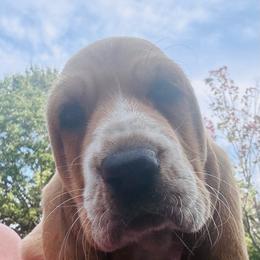 Louie - Mahogany and white male Basset Hound puppy in Manton, Michigan from BeckysBassets