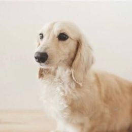 Briar - Dachshund