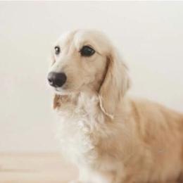Briar - Dachshund