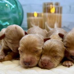 Female 4 - Caramel female Australian Labradoodle puppy in Londonderry, New Hampshire from Granite State Labradoodles