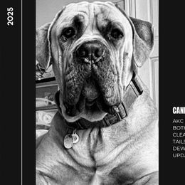 Cane Corso from Mo Puppies