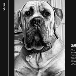 Cane Corso from Mo Puppies