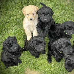 Australian Labradoodle Puppies from Tiny Treasures Australian Labradoodles