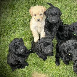 Australian Labradoodle Puppies from Tiny Treasures Australian Labradoodles