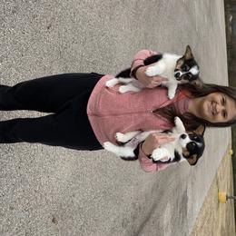 Pembroke Welsh Corgi Puppies from Twisted Little Corgis