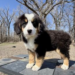 Lulu - Tri-color female Bernedoodle puppy in Sioux Falls, South Dakota from WhiskeyCreek Doodles