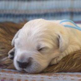 Goldendoodle and Golden Retriever Puppies from Magical Goldens
