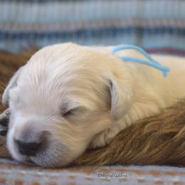 Goldendoodle and Golden Retriever Puppies from Magical Goldens