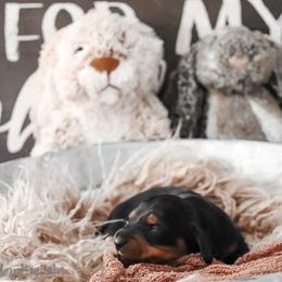 Boy 4 - Black and tan Dachshund puppy in Cleveland, Alabama from Doxieland Delight