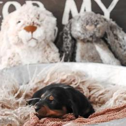 Boy 4 - Black and tan Dachshund puppy in Cleveland, Alabama from Doxieland Delight