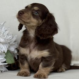 Chunk - Chocolate and tan male Dachshund puppy in Bentonville, Arkansas from Boujee Buns Dachshunds