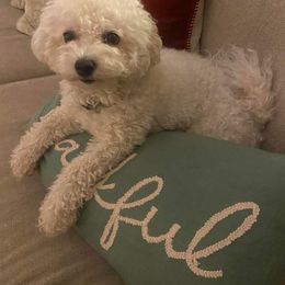 Phobe - Bichon Frise