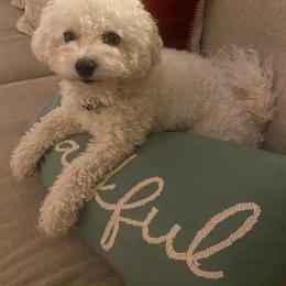 Phobe - Bichon Frise