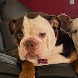 Daphne - Bulldog
