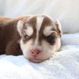 Female 1 - Red and white female Siberian Husky puppy in Bly, Oregon from Hill Top Huskies