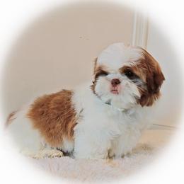 Shih Tzu Puppies from Shantii's Shih Tzu's