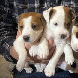 Jack Russell Terrier Puppies from Shavano Creek Jack Russell Terriers, LLC