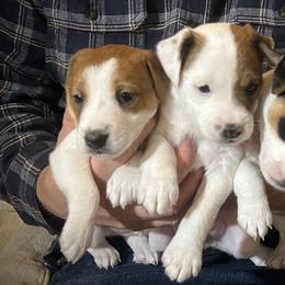 Jack Russell Terrier Puppies from Shavano Creek Jack Russell Terriers, LLC