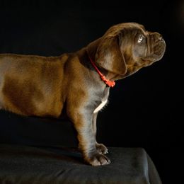 Cane Corso Puppies from RiverStone Gardens