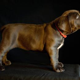 Cane Corso Puppies from RiverStone Gardens
