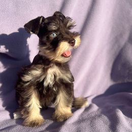 Girl 2-Blue eyes - Liver female Miniature Schnauzer puppy in Brenham, Texas from Ashley Martinez