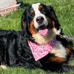 Bernese Mountain Dogs from Blacksburg Berners