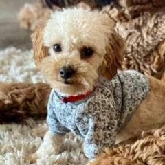 Dunkin - Saint Berdoodle