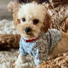 Dunkin - Saint Berdoodle