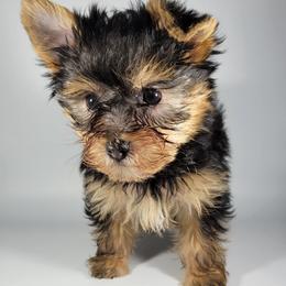 Orange collar boy - Black and tan male Yorkshire Terrier puppy in Jacksonville, Florida from Yorkieology