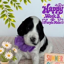 Happy - Parti male Goldendoodle puppy in Frostproof, Florida from Lover Dover Doodles